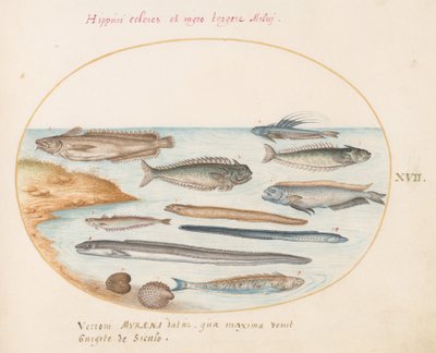 Plato 17: Un Bacalao, Pez Araña, Anguilas y Otros Peces de Joris Hoefnagel