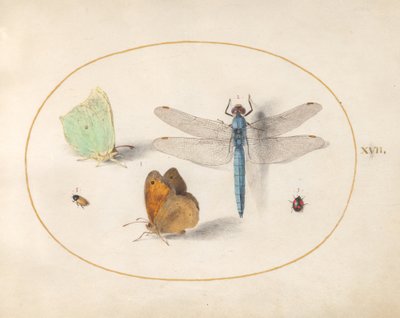 Placa 17: Mariposas azufre y marrón de pradera (?), una libélula y dos insectos pequeños de Joris Hoefnagel