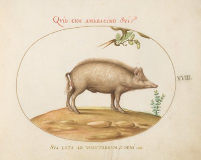 Placa 18: Un cerdo con bellotas de Joris Hoefnagel
