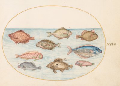 Placa 18: Pez jabalí, pez navaja, pez mantequilla, un pez San Pedro y otros peces de Joris Hoefnagel