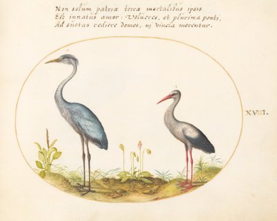 Placa 18: Garza y Cigüeña de Joris Hoefnagel