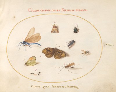 Placa 18: Dos Mariposas y una Polilla con una Libélula, Dos Hormigas y Cuatro Otros Insectos de Joris Hoefnagel