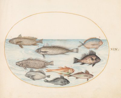 Placa 19: Un pez damisela y otros peces, incluidos dos "Coracinis" de Joris Hoefnagel