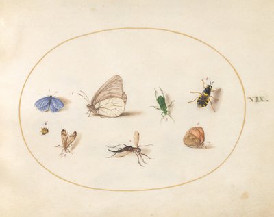 Lámina 19: dos mariposas con otros cinco insectos de Joris Hoefnagel