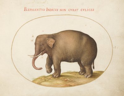 Placa 1: Elefante con insectos de Joris Hoefnagel