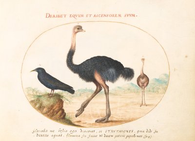 Placa 1: Dos Avestruces y un Estornino de Joris Hoefnagel