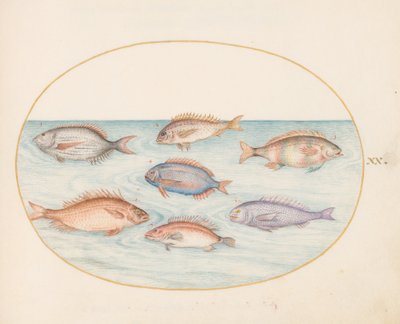 Plato 20: Besugo, Dentón, Sargo y otros peces de Joris Hoefnagel