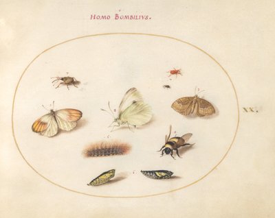 Placa 20: Tres mariposas, una oruga, una abeja, dos crisálidas y tres gorgojos de Joris Hoefnagel
