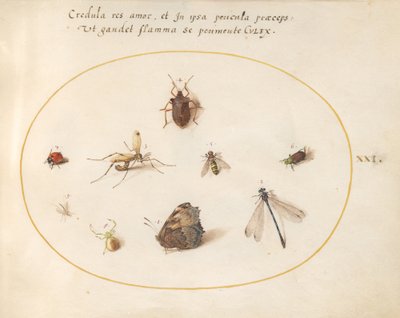 Placa 21: Una Mariposa con una Libélula, una Mariquita y Otros Cinco Insectos de Joris Hoefnagel