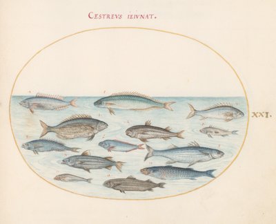 Placa 21: Bacalao(?) y otros peces de Joris Hoefnagel