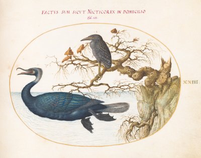 Placa 23: Un Cormorán de Brandt con una Garza Nocturna Juvenil de Joris Hoefnagel