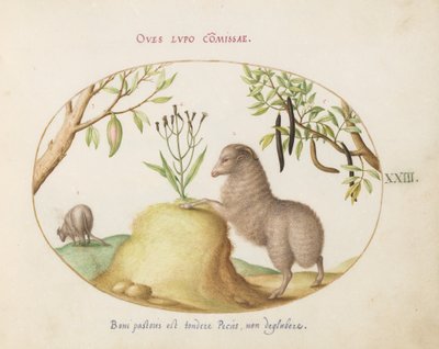 Placa 23: Una Oveja de Cola Gruesa, una Oveja de Cola Larga, una "Cassia purgatrix" y Otras Plantas de Joris Hoefnagel