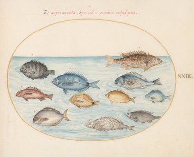 Placa 23: Besugo(?) y otros peces de Joris Hoefnagel