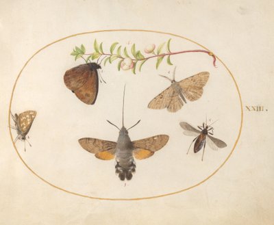 Placa 23: Polilla halcón, mariposas y otros insectos alrededor de una ramita de saúco de Joris Hoefnagel