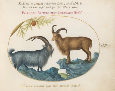 Placa 24: Una cabra salvaje y una oveja de Berbería(?) de Joris Hoefnagel