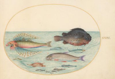 Placa 24: Pez volador golondrina, pez ventosa macho, pez trompeta de espina larga, y otros peces de Joris Hoefnagel