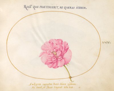 Lámina 24: Rosa Rosa de Joris Hoefnagel