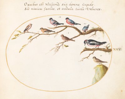Placa 25: Pájaro Carpintero Grande, Camachuelos, Gorriones y Otros Pájaros de Joris Hoefnagel