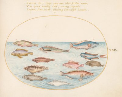 Placa 25: Labrus arcoíris del Mediterráneo, otros Labrus, un mero cola de golondrina (?), varios "Anthiae" y otros peces de Joris Hoefnagel