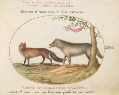 Plato 26: Un Zorro Rojo y un Lobo de Joris Hoefnagel