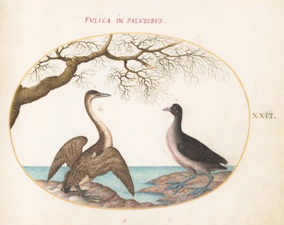 Placa 26: Cormorán y focha de Joris Hoefnagel