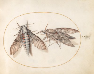 Lámina 26: dos esfinges de Joris Hoefnagel