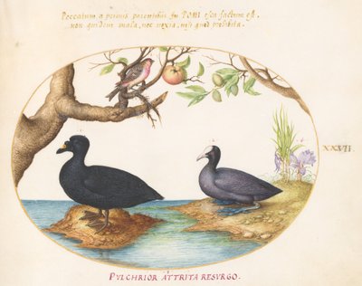 Placa 27: Un Pato(?), Una Focha y un Camachuelo(?) de Joris Hoefnagel