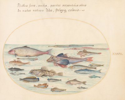 Placa 27: Blénidos, peces escorpión y otros peces de Joris Hoefnagel