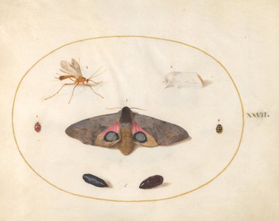 Placa 27: Dos Polillas, Dos Crisálidas y Otros Insectos de Joris Hoefnagel