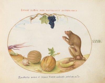 Placa 28: Un "Tartarine" (¿Macaco de Berbería?) con Fruta y un Caracol de Joris Hoefnagel
