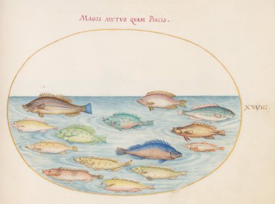 Lámina 28: Dorada(?) y otros peces de Joris Hoefnagel