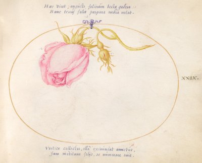 Placa 29: Rosa rosa y capullo de rosa de Joris Hoefnagel