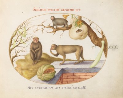 Placa 29: Dos monos, un "Arctopithecus" (¿perezoso?) y fruta de Joris Hoefnagel