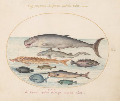 Placa 2: Cachalote, Esturión, Tiburón y Otros Peces de Joris Hoefnagel