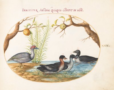  de Joris Hoefnagel