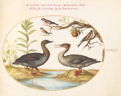 Placa 31: Pato, serreta y tres jilgueros de Joris Hoefnagel