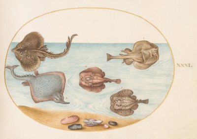 Placa 31: Raya eléctrica jaspeada con otras rayas o mantarrayas, conchas y un molusco en su concha de Joris Hoefnagel