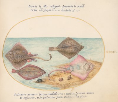 Plato 32: Patines con una cápsula de huevo y dos peces planos de Joris Hoefnagel