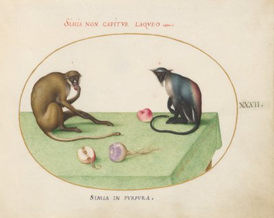 Plato 32: Dos monos en una mesa de Joris Hoefnagel