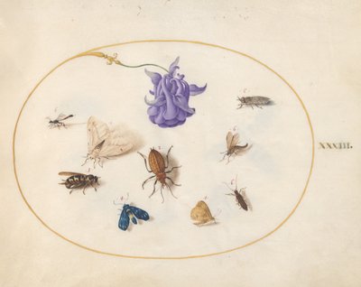 Placa 33: Polilla y Mariposa con otros Insectos y una Flor de Aquilegia de Joris Hoefnagel