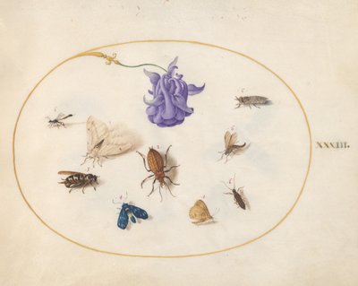 Lámina 33: polilla y mariposa con otros insectos y una flor de aguileña de Joris Hoefnagel