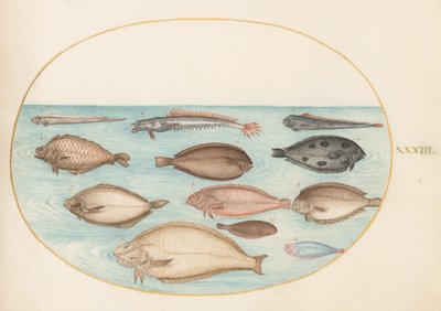 Placa 33: Lenguado y otros peces planos con pez cinta(?) de Joris Hoefnagel
