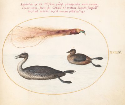 Plato 34: Ave del paraíso con serreta(?) y somormujo(?) de Joris Hoefnagel