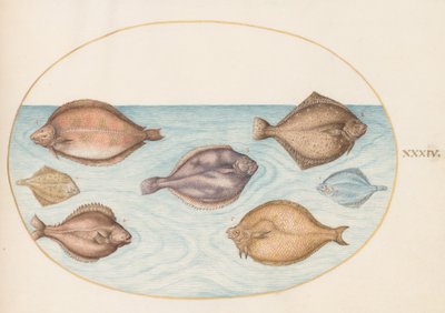 Plato 34: Siete Peces Planos de Joris Hoefnagel