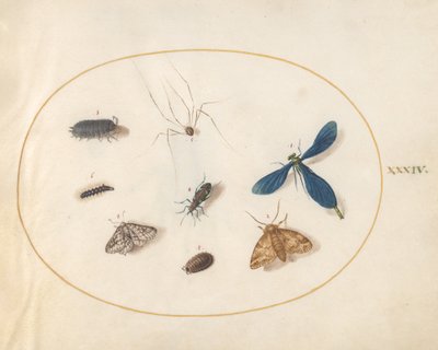 Plato 34: Dos polillas con una araña, una oruga y cuatro otros insectos de Joris Hoefnagel