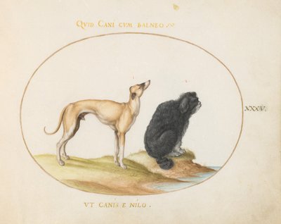 Lámina 35: Un sabueso y un perro de agua de Joris Hoefnagel