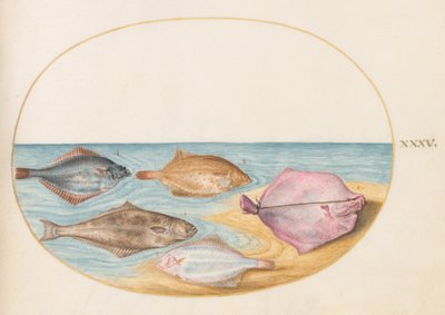 Lámina 35: las caras inferiores de rodaballos(?) y otros peces planos de Joris Hoefnagel