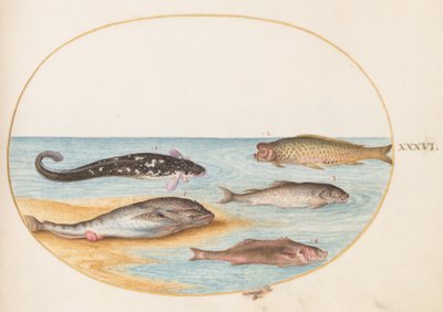 Plato 36: Cinco Peces, Incluyendo Carpa(?) de Joris Hoefnagel