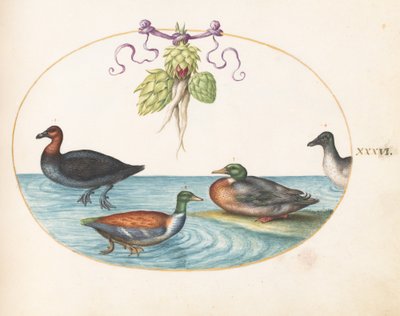 Lámina 36: Pato de pecho rojo, cuchara y dos aves acuáticas con alcachofas de Joris Hoefnagel