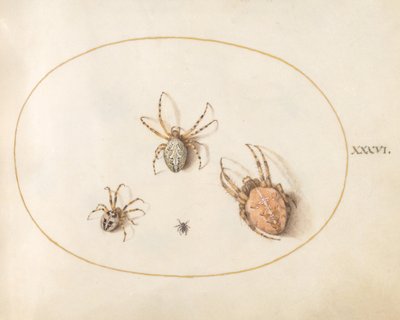 Plato 36: Tres arañas grandes y una araña pequeña de Joris Hoefnagel